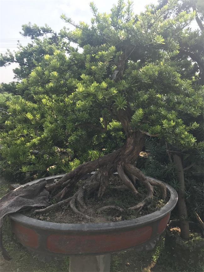 苗木销售