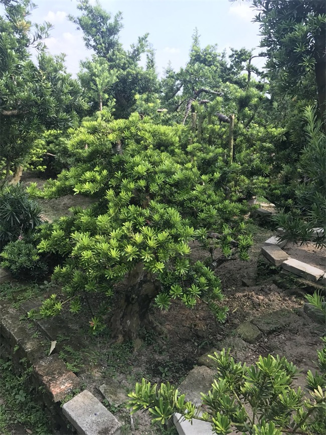 苗木销售